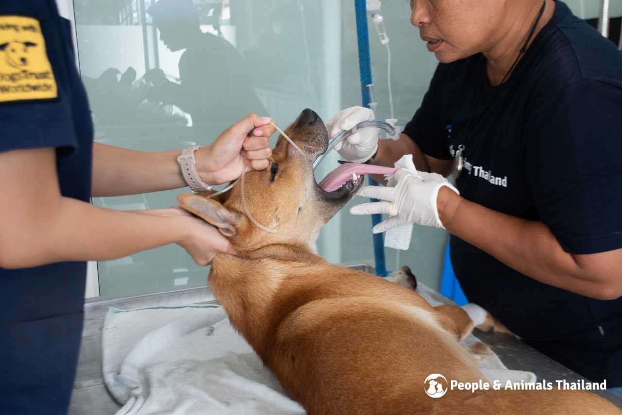Preparing community dog for sterilisation and vaccination