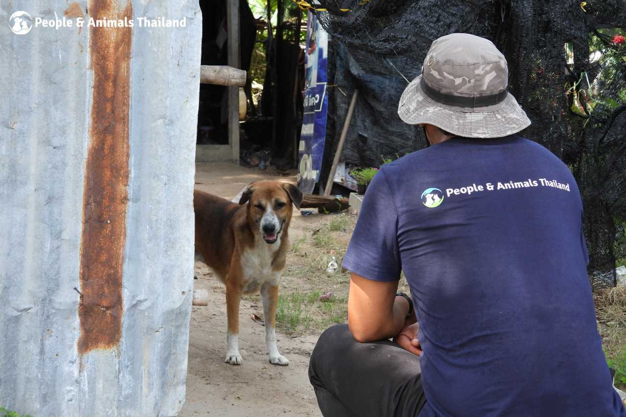 Cute dog ready to visit the clinic