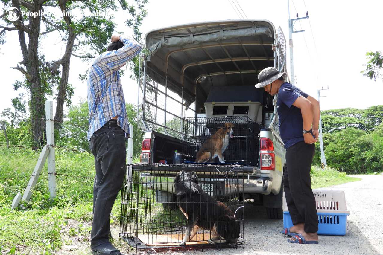 Our team transporting dogs to the clinic