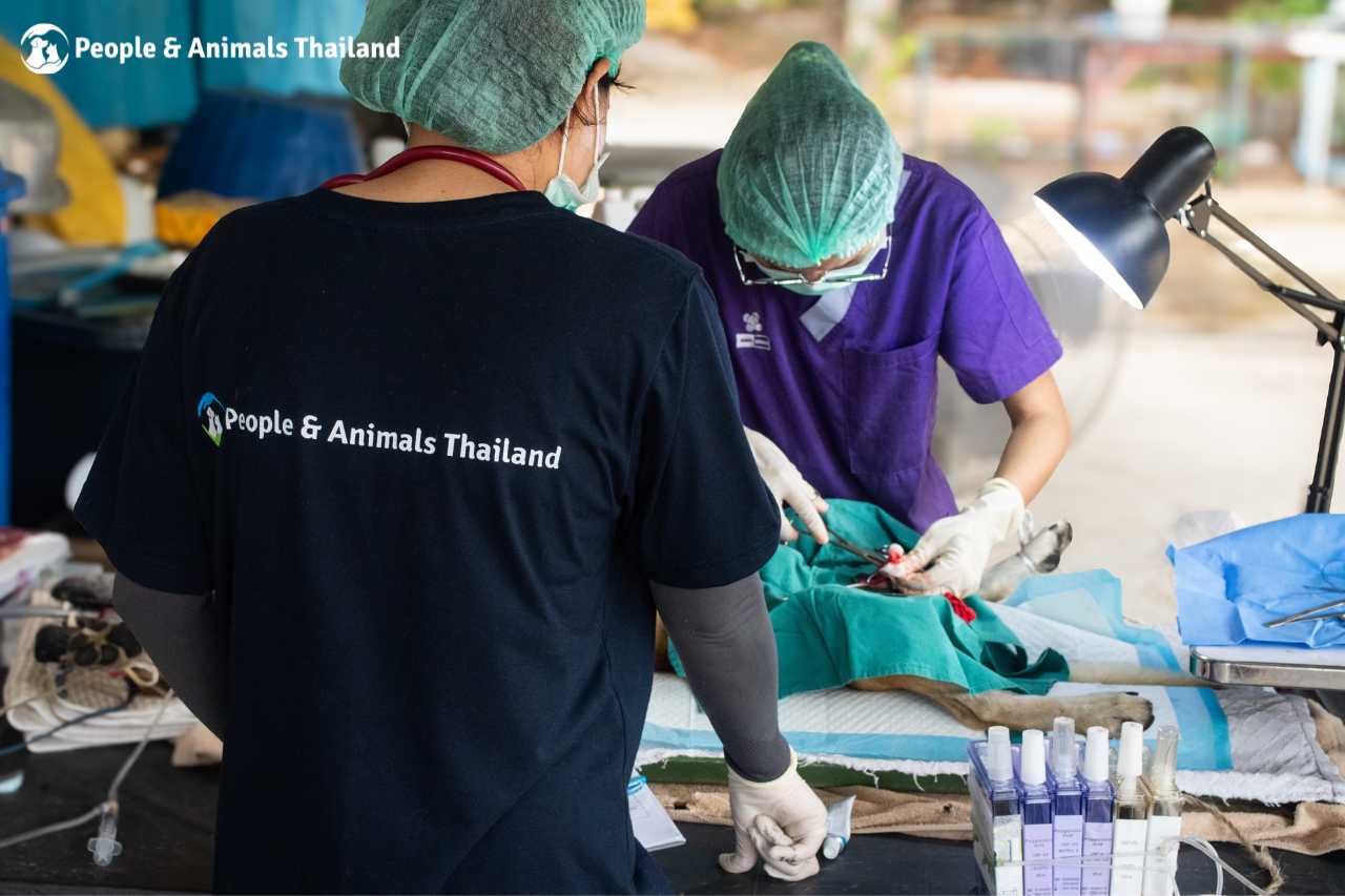 Sterilisation being performed at the mobile clinic