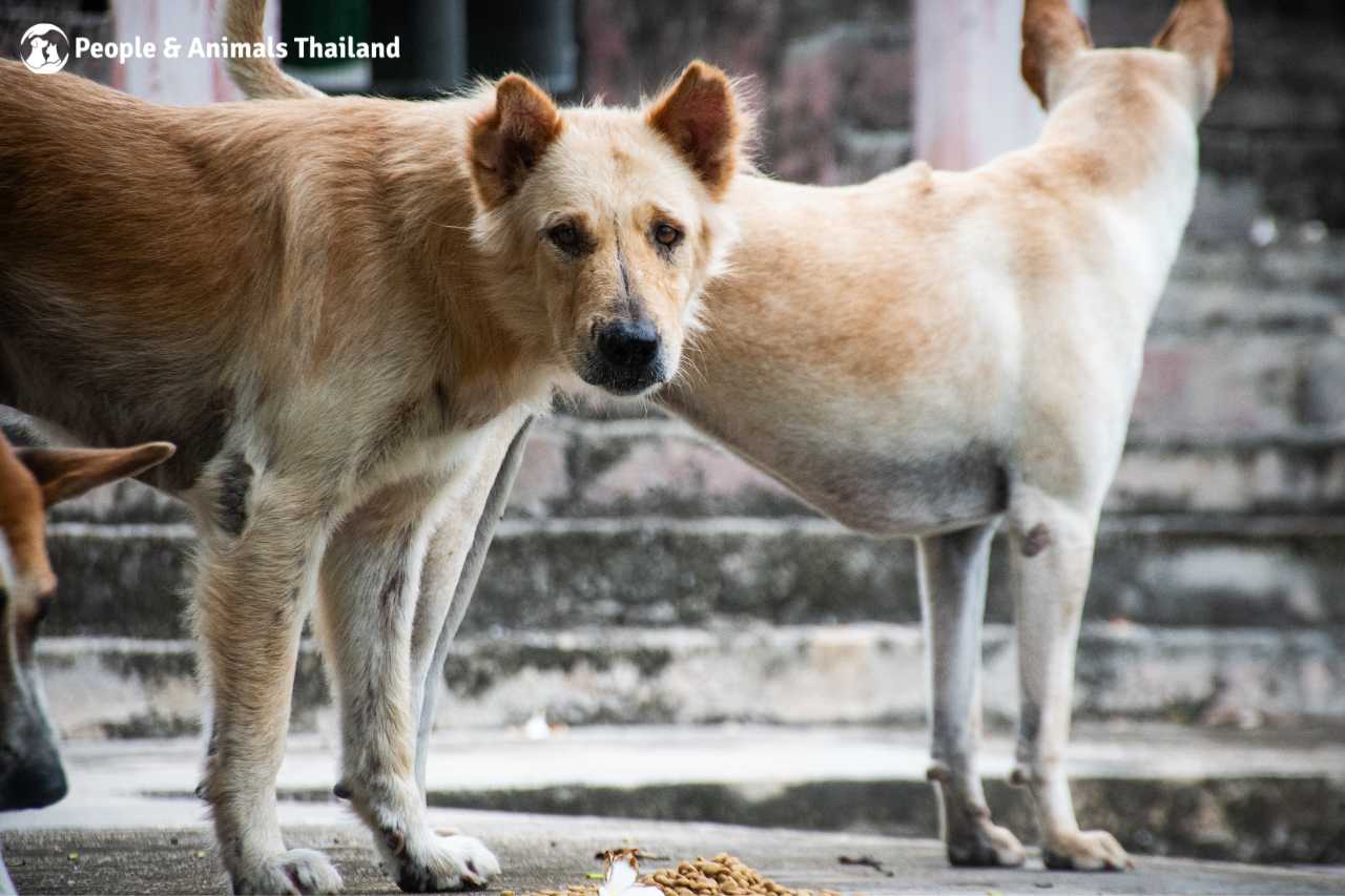 Sweet dogs at the mobile clinic