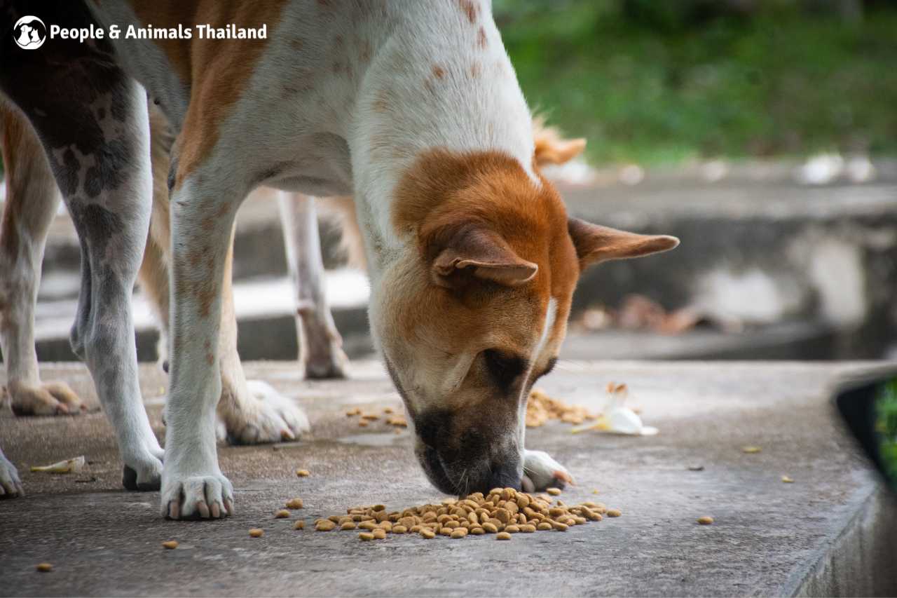 Dogs being fed at the mobile clinic