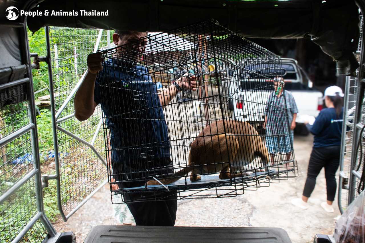 A dog ready to head home after sterilisation