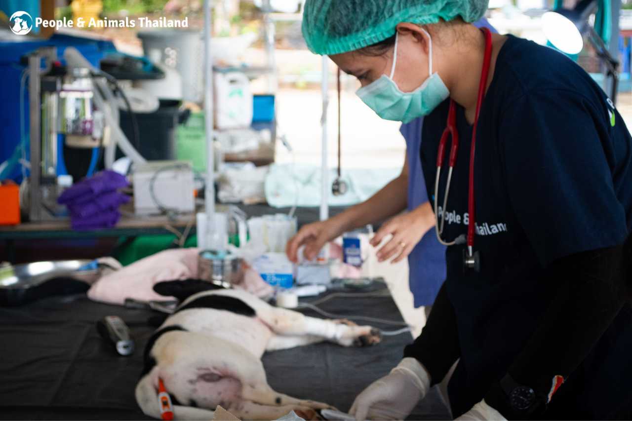 A dog being prepped for sterilisation