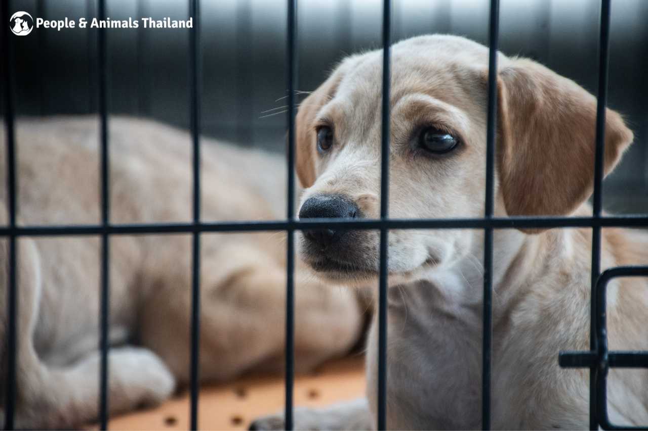 A gorgeous pup patiently waiting at the mobile clinic