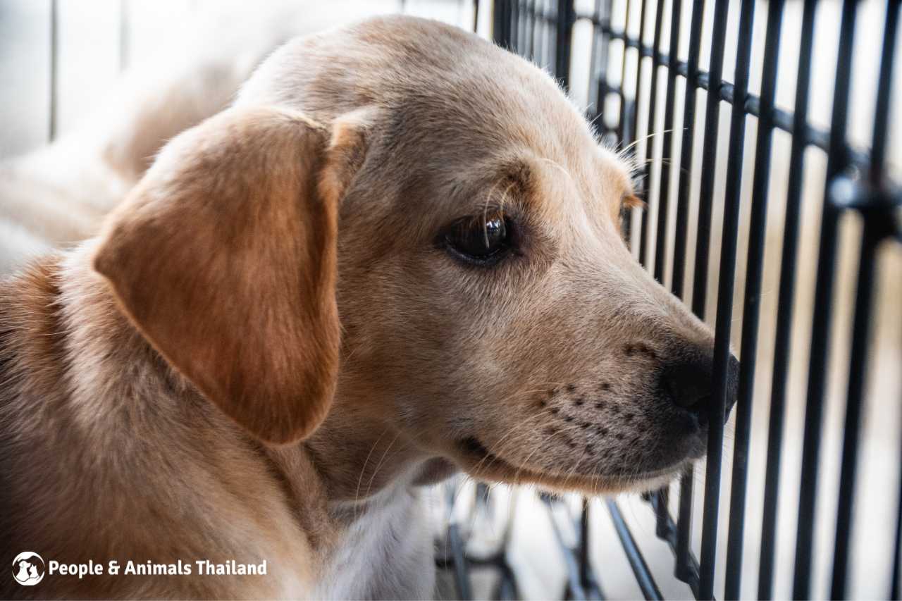 A gorgeous pup patiently waiting at the mobile clinic