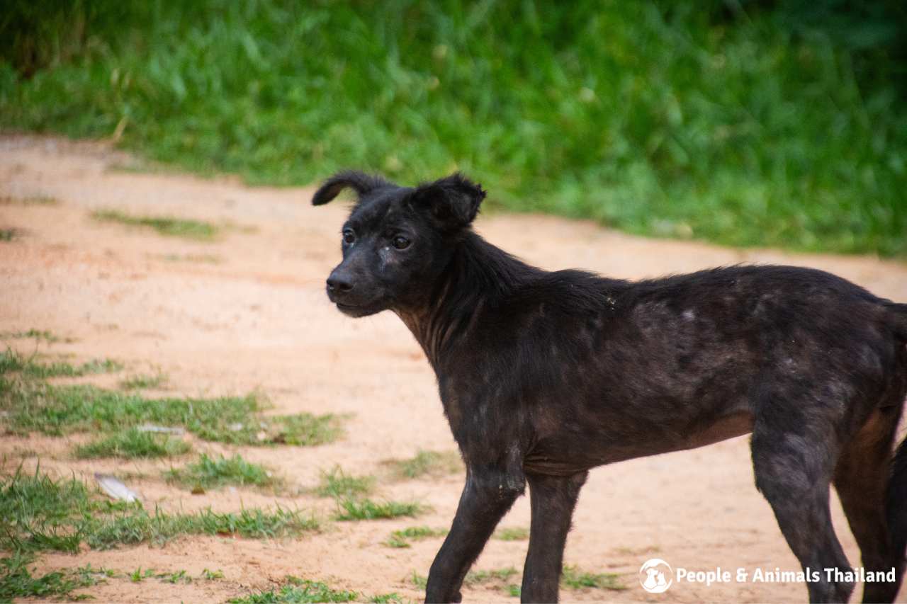 Beautiful street dog suffering from skin condition