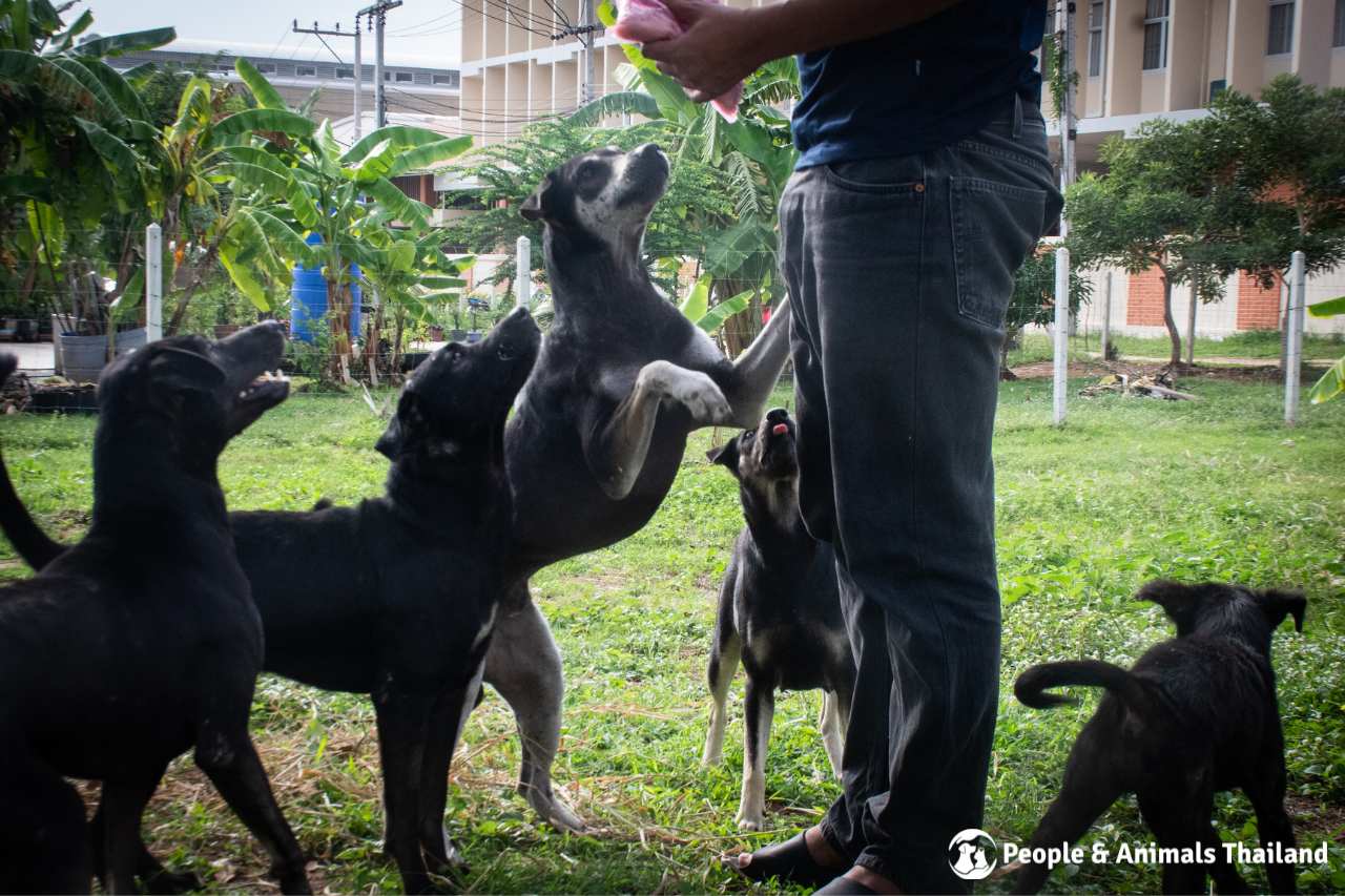 Feeding street dogs