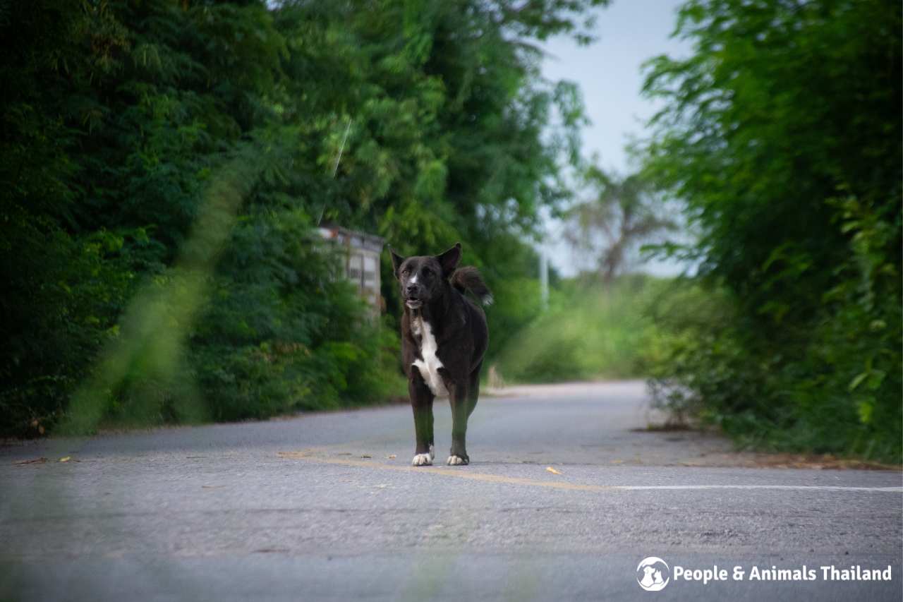 Gorgeous street dog