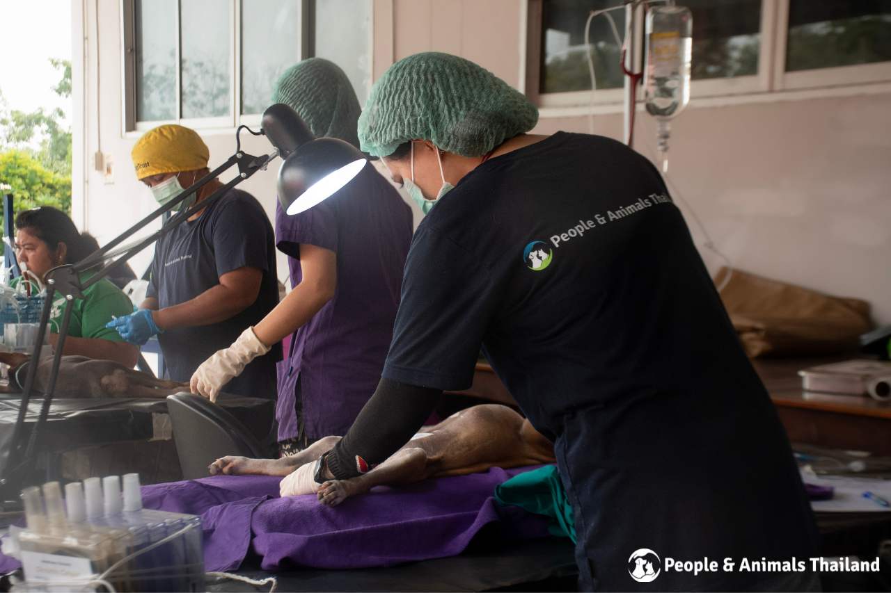 The team prepping a dog for sterilisation