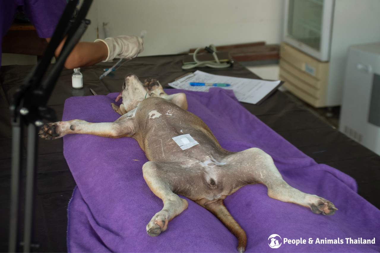 A dog awaiting sterilisation