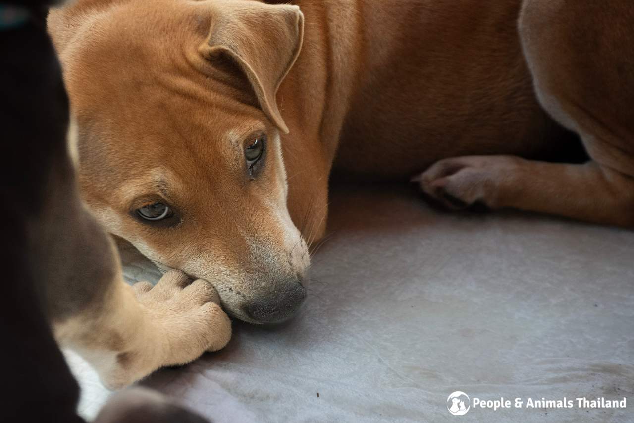 A sweet dog waking up after the procedure