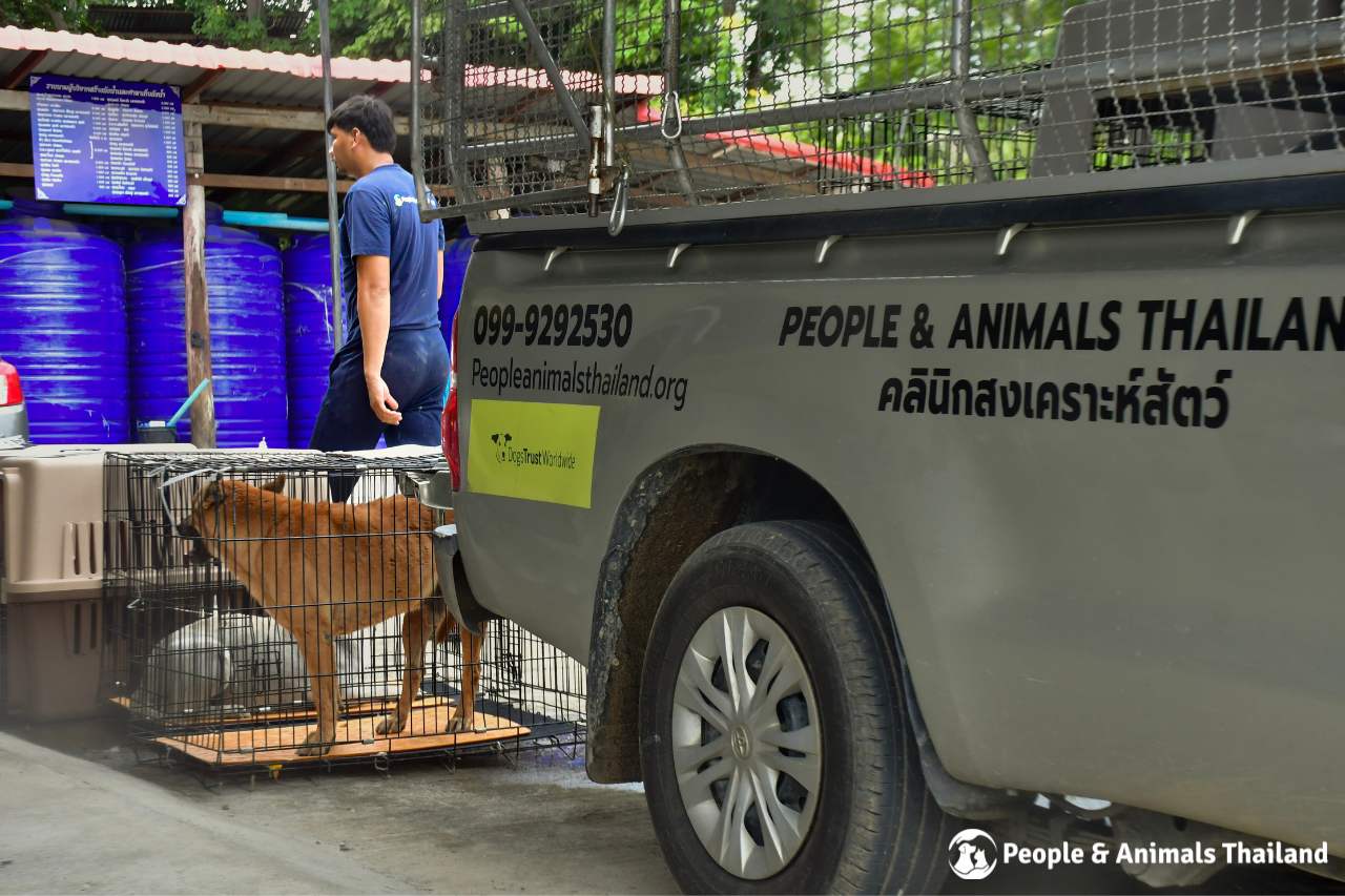 A dog arriving at the mobile clinic