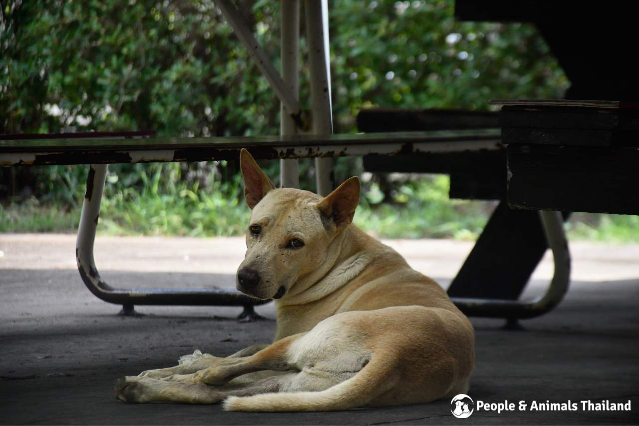 A gorgeous dog at the clinic