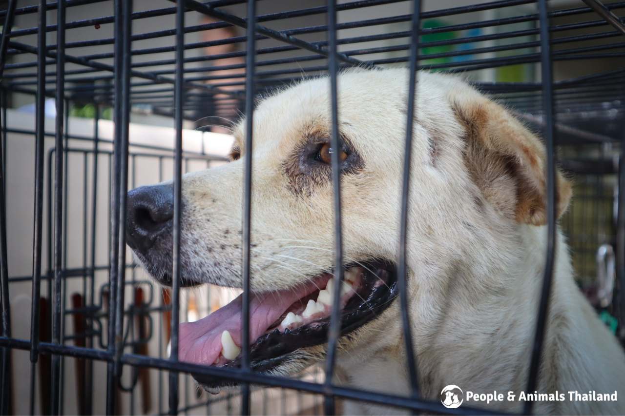 A sweet dog awaiting sterilisation at our Spay Day Event