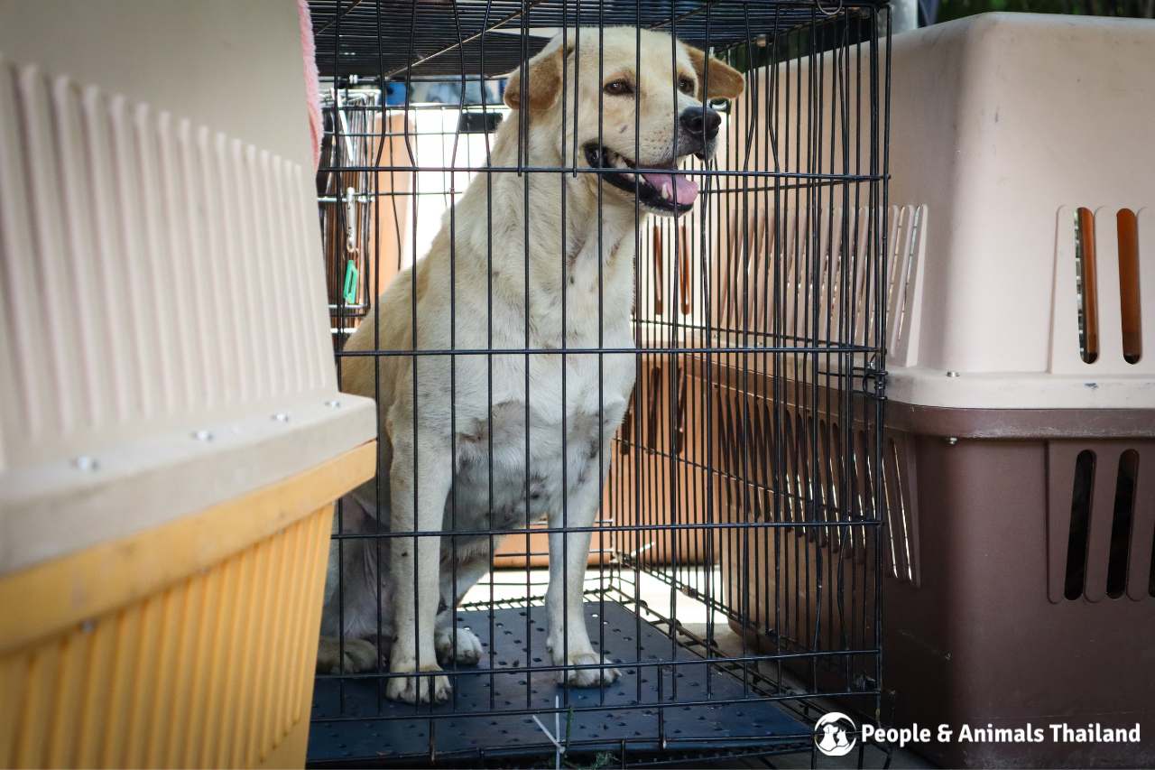 A sweet dog awaiting sterilisation at our Spay Day Event