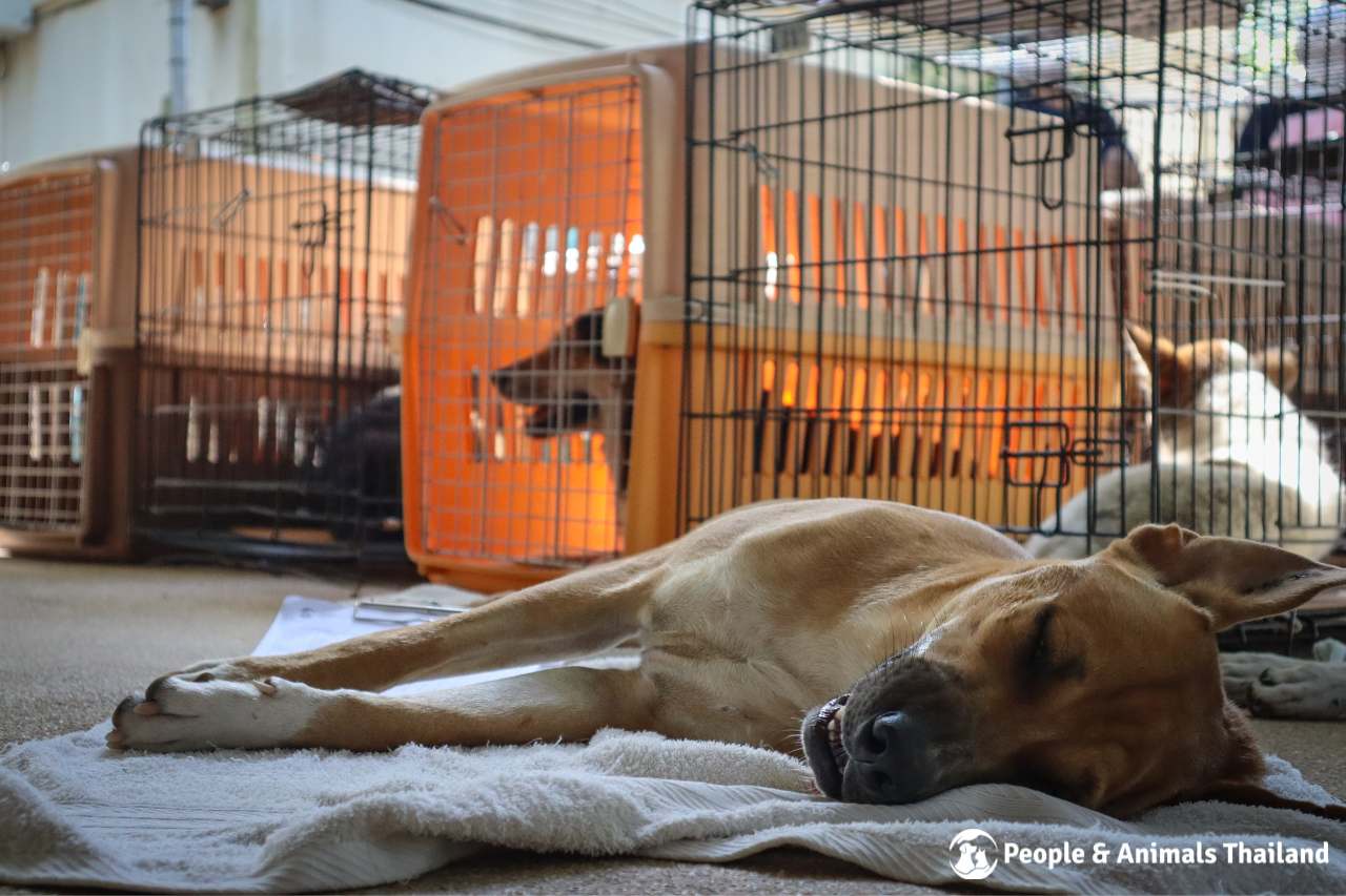 Gorgeous dog resting after sterilisation