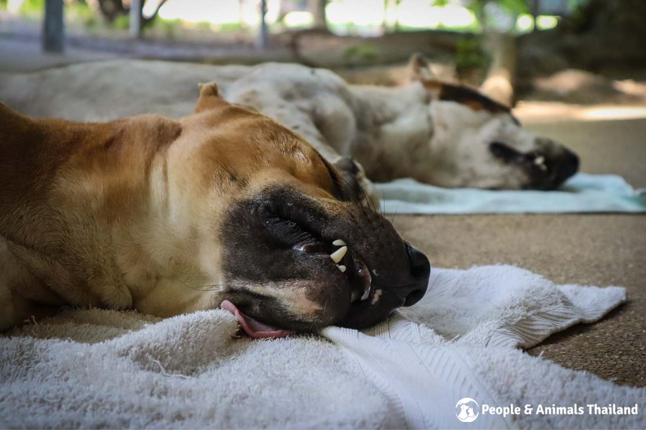 Two dogs resting after sterilisation