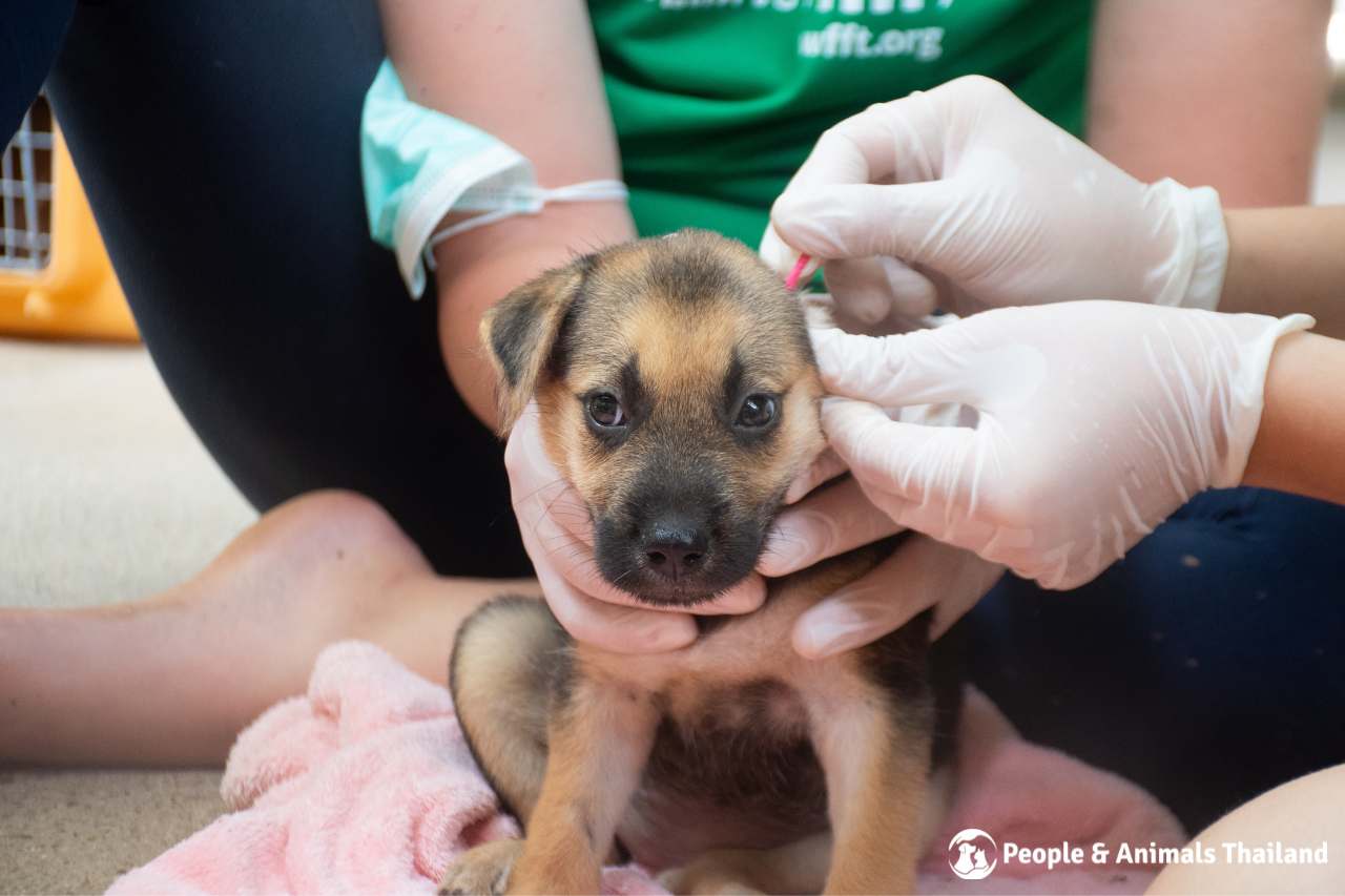 Sweet puppy having fleas and ticks removed