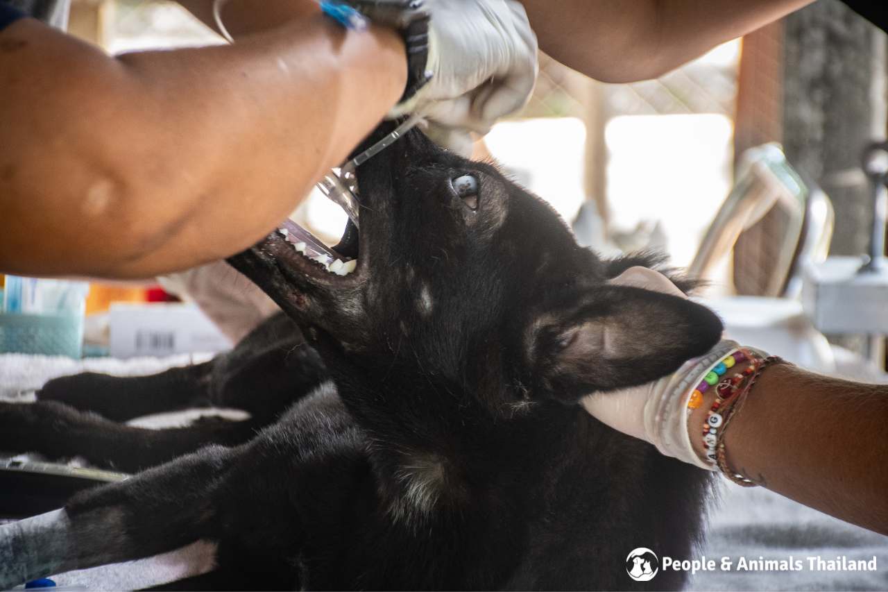 Beautiful dog getting prepped for sterilisation