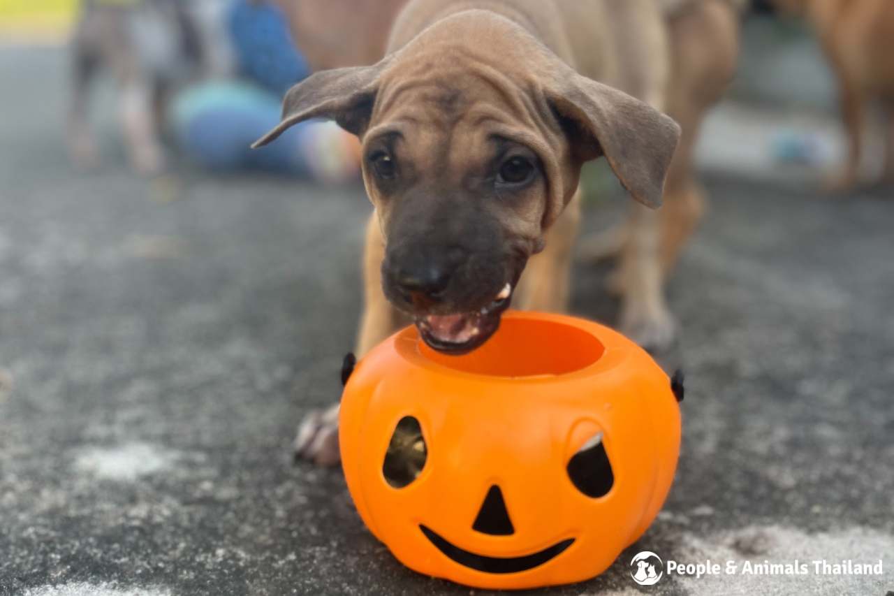 Cute puppy enjoying Halloween treats!